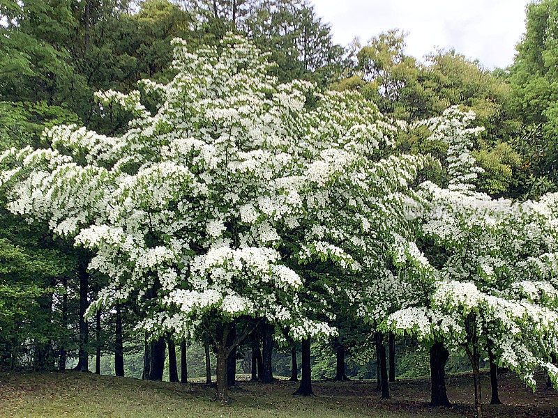 山茱萸/日本山茱萸:美丽的开花植物